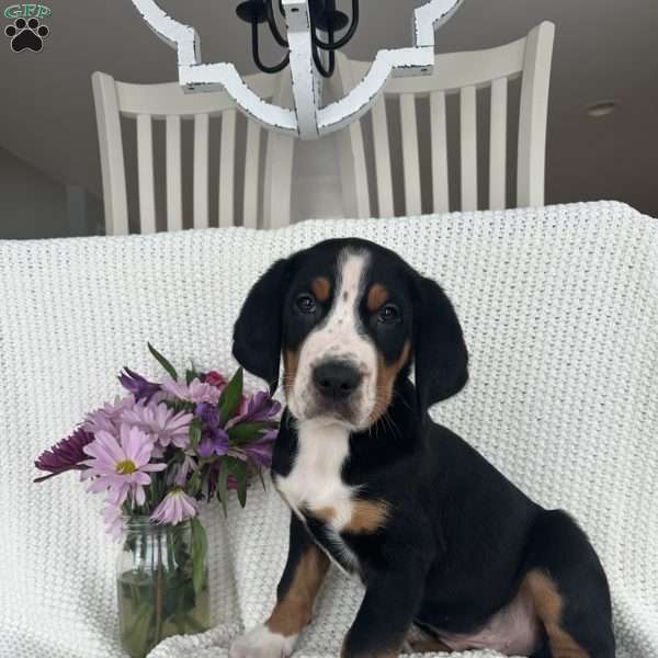 Teddy, Greater Swiss Mountain Dog Puppy